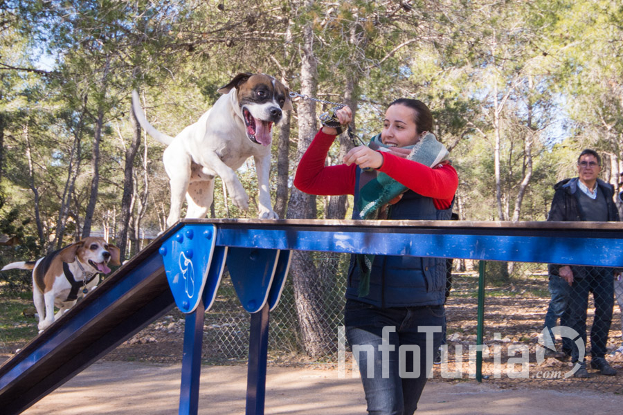 Parc agility per a gossos de l'Eliana