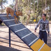 Parc agility per a gossos de l'Eliana