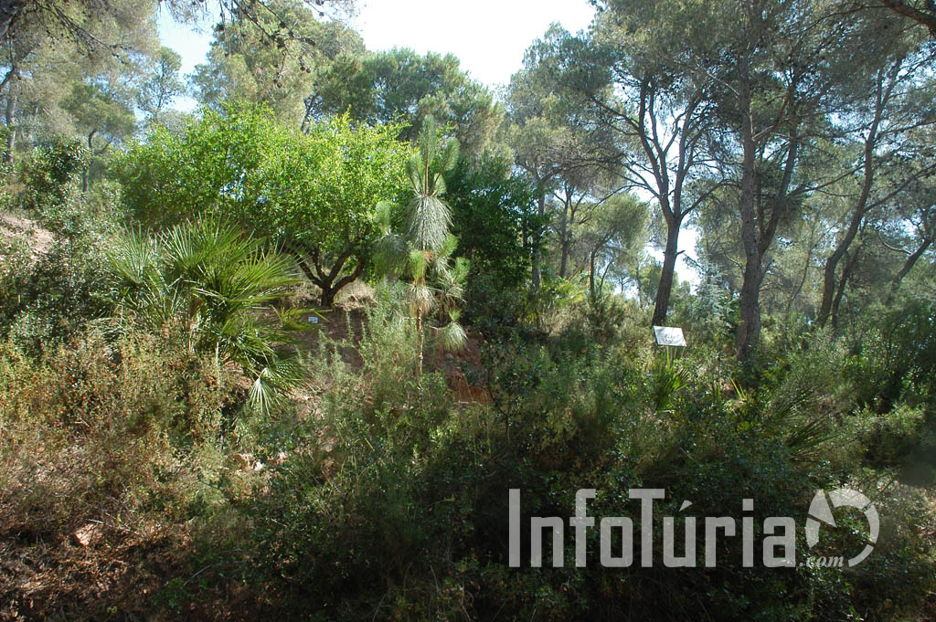 Inauguración del espacio natural: Arboletum de Náquera (18)