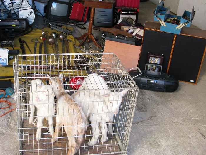 Las cabras y objetos recuperados por la Guardia Civil en la operaci&oacute;n LOLAILO.