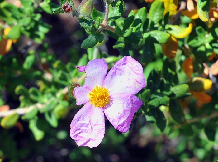 Flor de la 'Jara de Cartagena' localizada en La Pobla de Vallbona. Foto: Jes&uacute;s Tortajada.