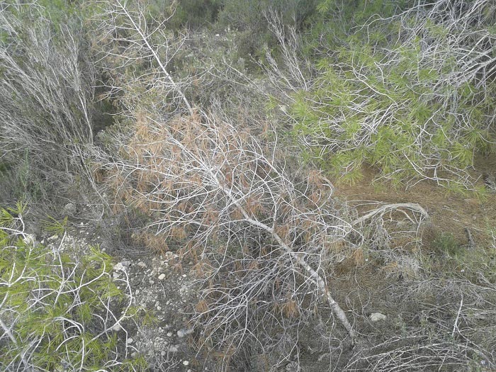 Pinos afectados por la plaga de tomicus que afecta a la comarca de Camp de Túria.