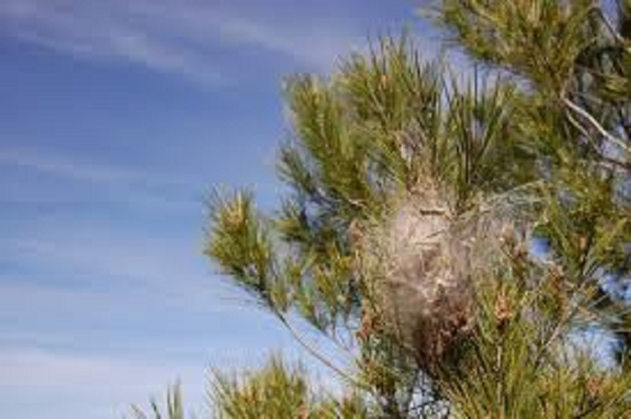 Uno de los pinos afectados por procesionaria en el parque de San Vicente.