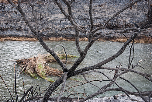 Visita a los efectos del incendio de la Vallesa, en el Parque Natural del Túria Visita a los efectos del incendio de la Vallesa, en el Parque Natural del Túria