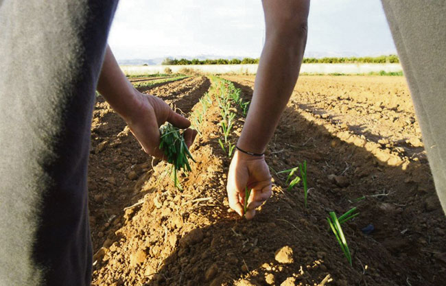 La Crisopa venta verdura i fruita ecol&ograve;gica al Camp de T&uacute;ria i Val&egrave;ncia