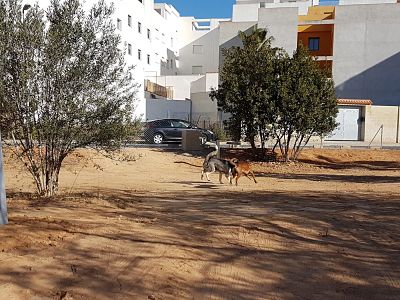 parque canino camp de turia