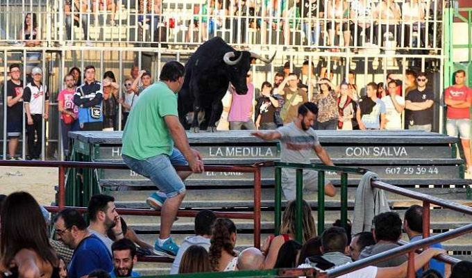 bous al carrer de betera