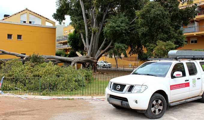 arbol monumental Bétera Camp de Túria