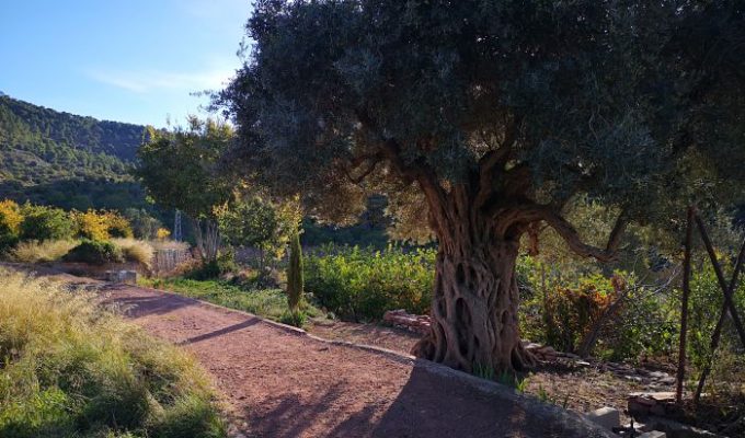 campus Ria-Tóxima Serra Camp de Túria