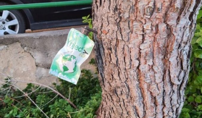 procesionaria Loriguilla Camp de Túria