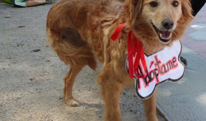 animales l'Eliana Camp de Túria