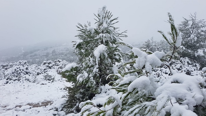 nieve gatova