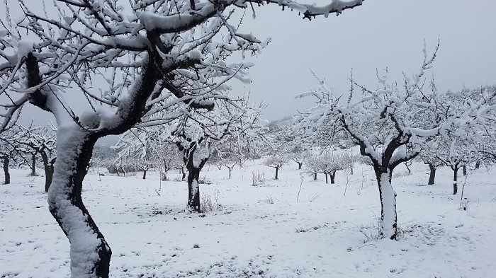 nieve gatova