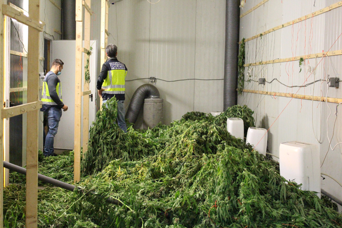 plantación marihuana policía nacional