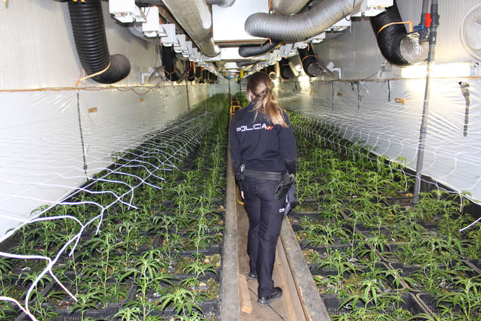 plantación marihuana policía nacional