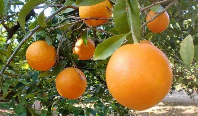 naranjas valencia