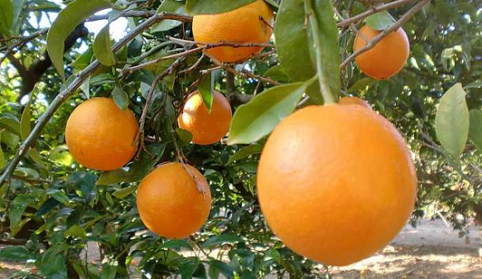 naranjas valencia