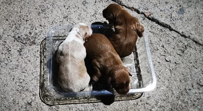 Perros abandonados 