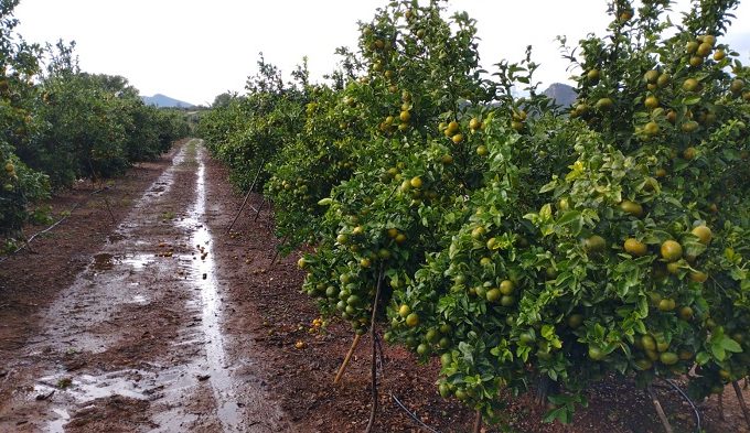 campo citricos lluvias