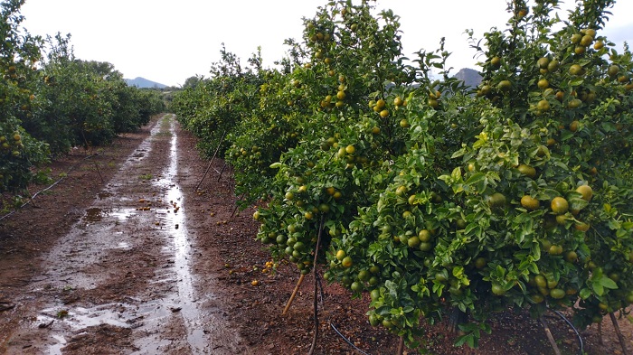 campo citricos lluvias