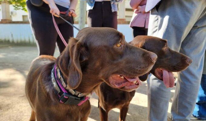 perros policia local Ribarroja